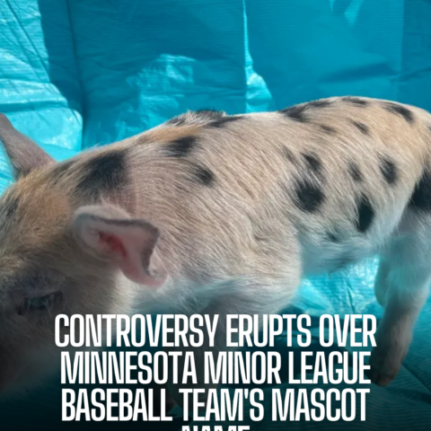 The St. Paul Saints sparked outrage when they announced the new name for their longtime live pig mascot: Ozempig.