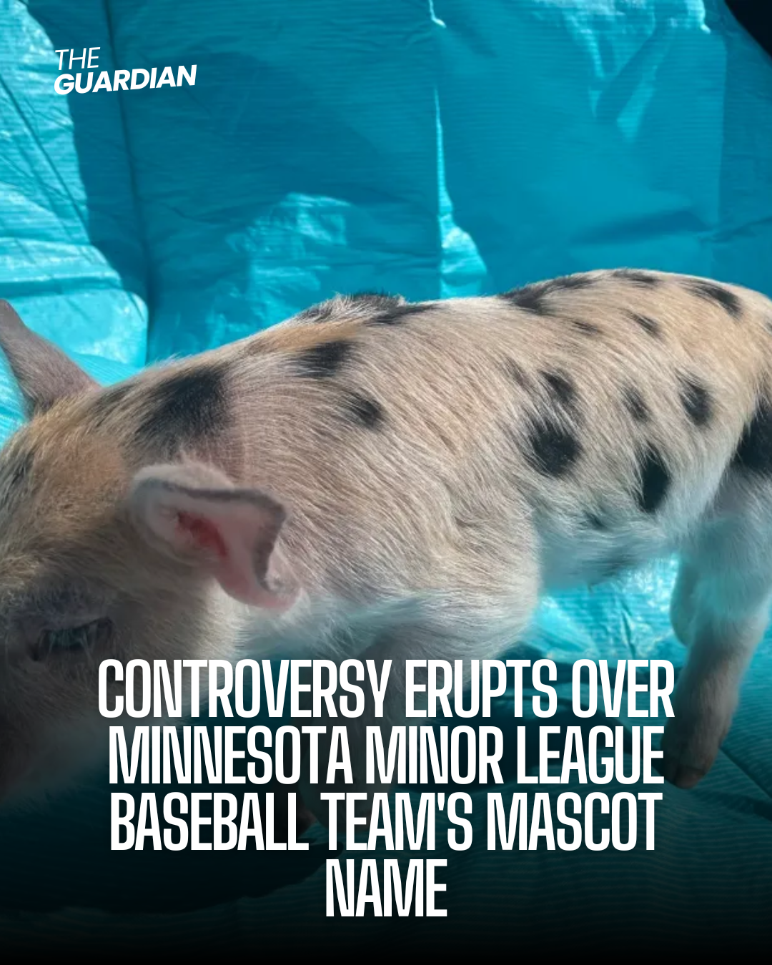 The St. Paul Saints sparked outrage when they announced the new name for their longtime live pig mascot: Ozempig.