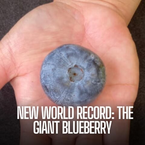 An Australian ranch has broken the record for the planet's most giant blueberry with a fruit the size of a ping-pong ball.