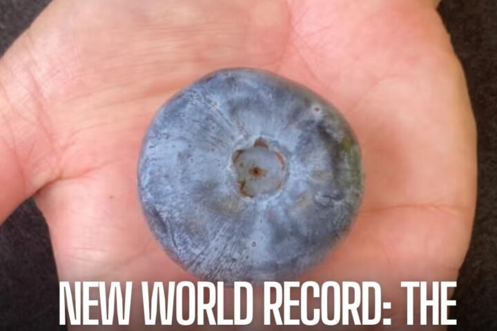 An Australian ranch has broken the record for the planet's most giant blueberry with a fruit the size of a ping-pong ball.