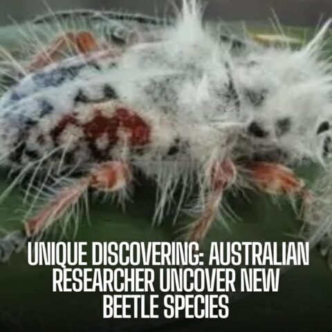 What's red, black, and hairy all over? A recent species of bug found in Australia, dubbed by a few as a "punk beetle" for its fuzzy white locks.