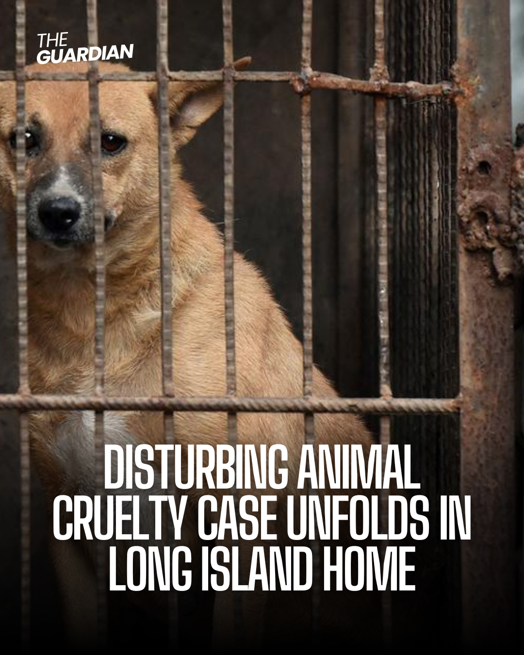 A disturbing story of animal cruelty has surfaced from a Long Island home where dozens of animals were rescued.