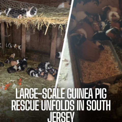 A South Jersey animal control department jumped into action, rescuing 197 guinea pigs from horrible conditions.